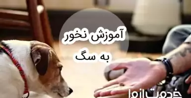 آموزش نخور به سگ